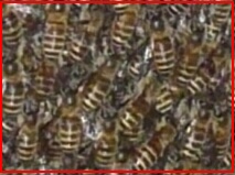 ミツバチの分封1