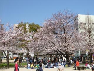 桜が咲きました
